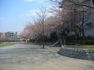 Sakura