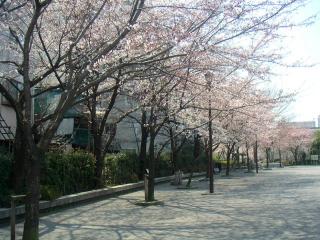 Sakura