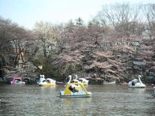 Sakura