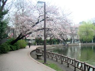 Sakura
