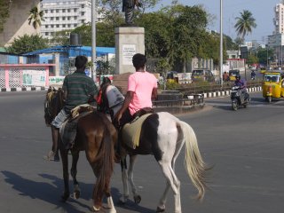 Horses near George Town