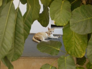 Cat @ Tara Books